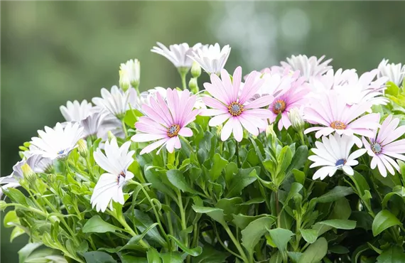 Osteospermum ecklonis, weiß