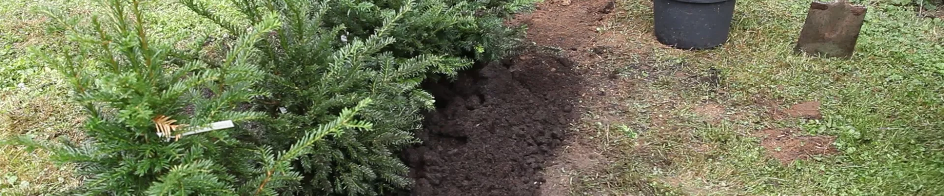 Hecke - Einpflanzen im Garten - Bellaflora