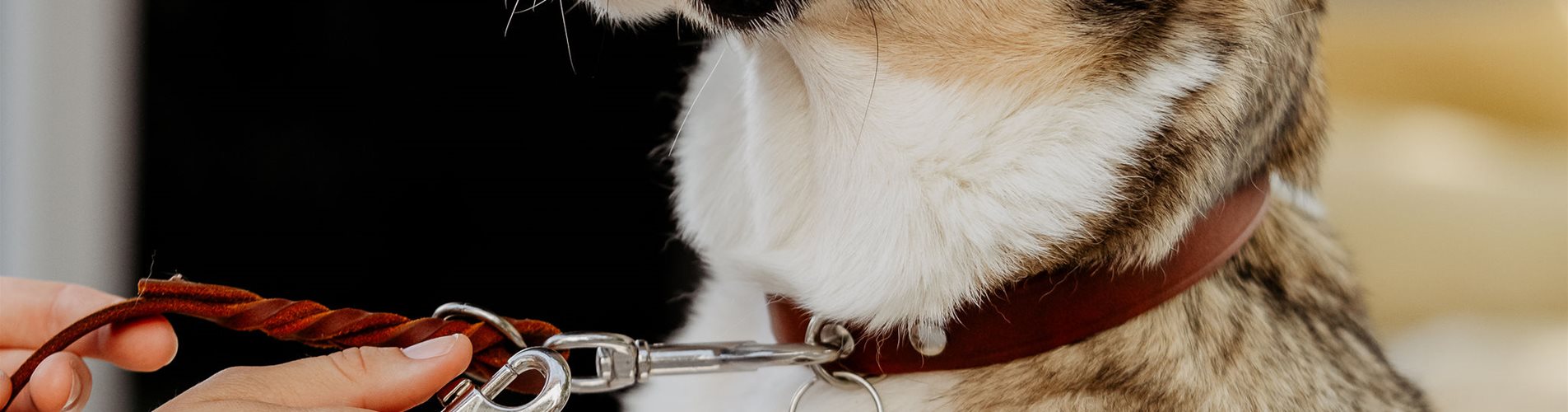 Leinen Halsbaender Geschirre Leinen Halsbaender Geschirre