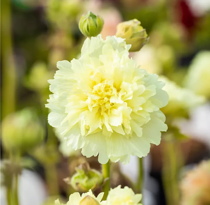 Gefülltblühende Garten-Stockrose 'Spring Celebrities Lemon'