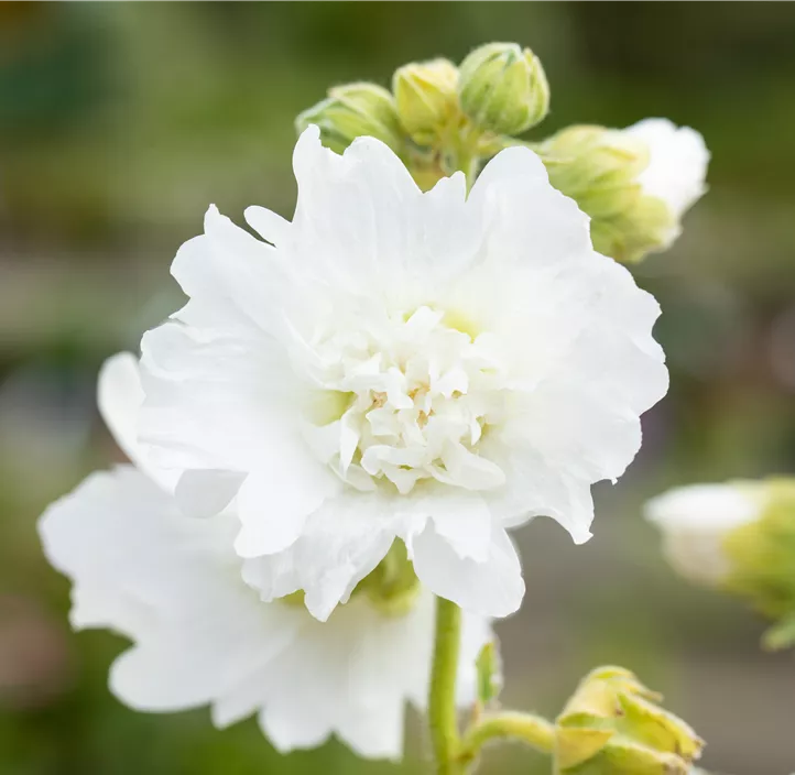 Gefülltblühende Garten-Stockrose 'Spring Celebrities White'