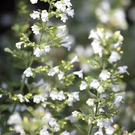 Calamintha nepeta