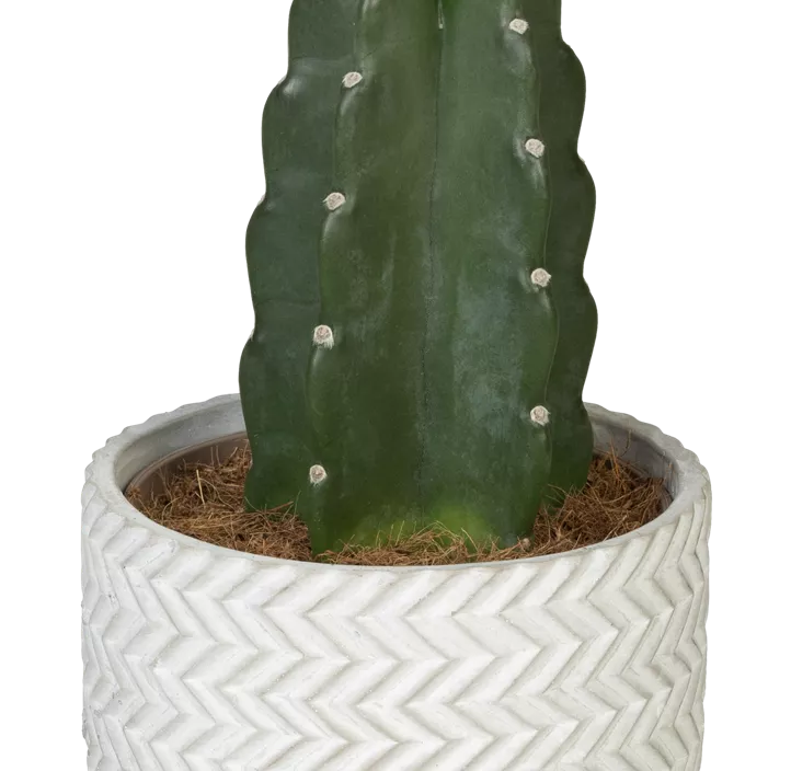 Dornenloser Kaktus