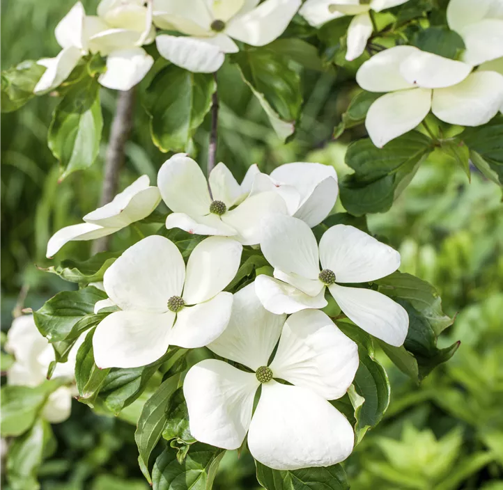 Japanischer Blumen-Hartriegel 'Venus'®