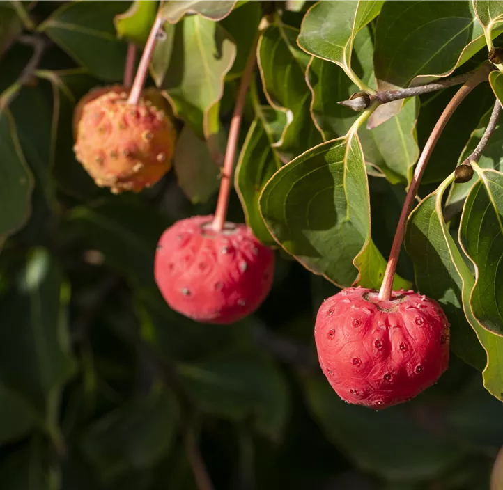 Japanischer Blumen-Hartriegel 'Venus'®