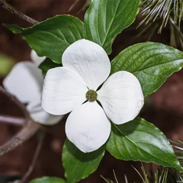 Cornus kousa Venus