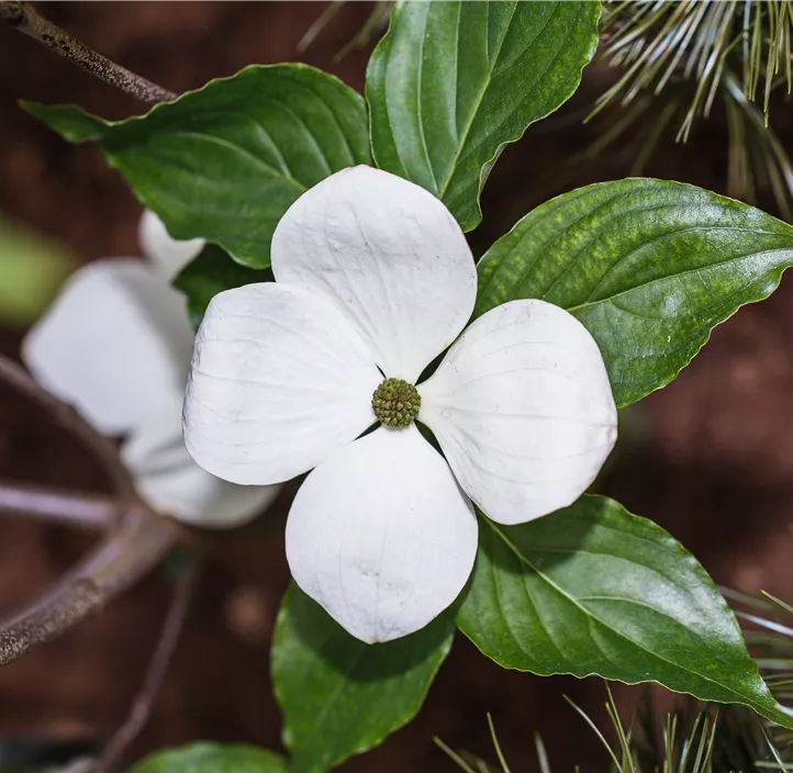 Japanischer Blumen-Hartriegel 'Venus'®