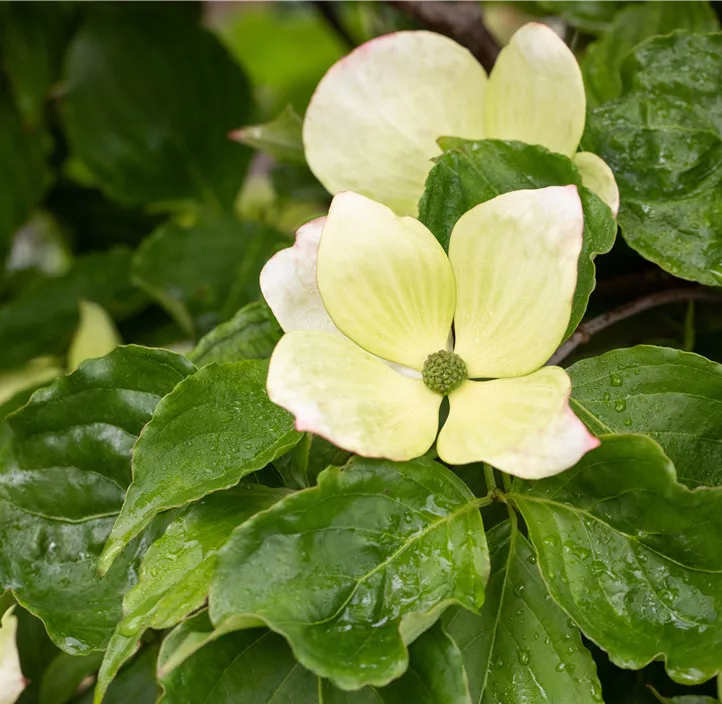 Japanischer Blumen-Hartriegel 'Venus'®