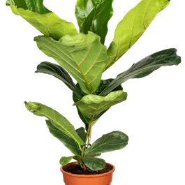 Ficus lyrata