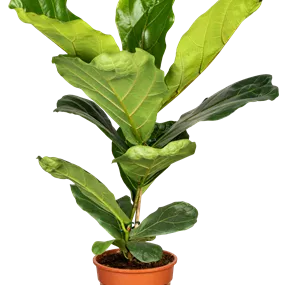 Ficus lyrata