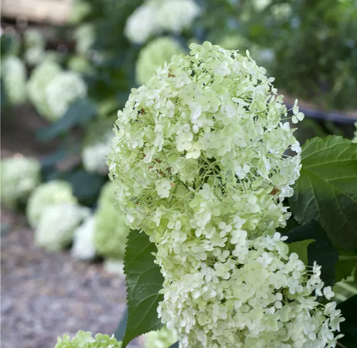 Ballhortensie 'Annabelle'