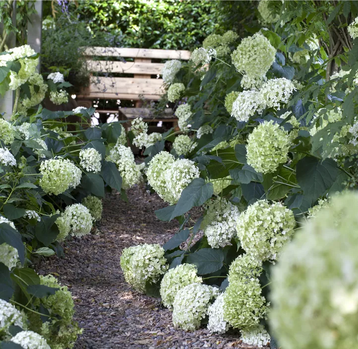 Ballhortensie 'Annabelle'