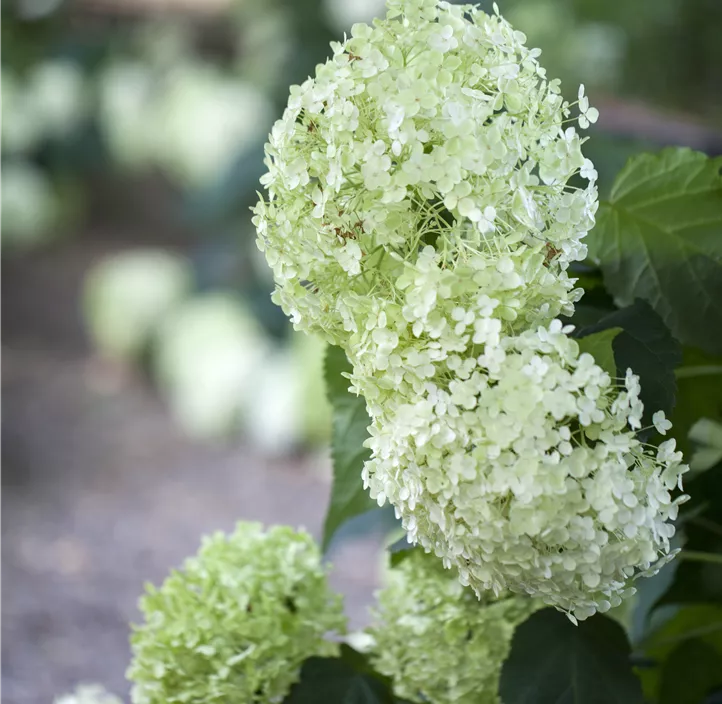 Ballhortensie 'Annabelle'