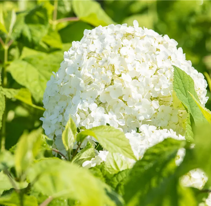 Ballhortensie 'Annabelle'