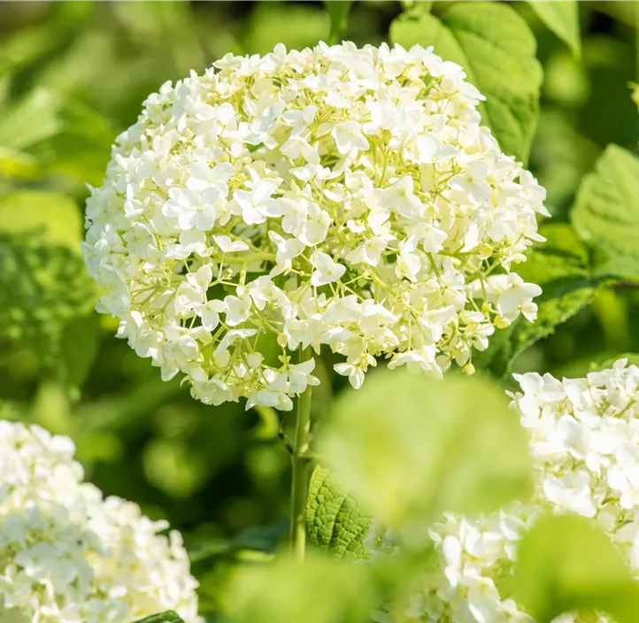 Ballhortensie 'Annabelle'