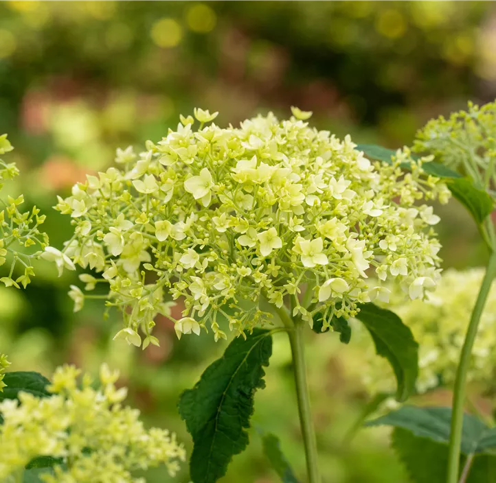 Ballhortensie 'Annabelle'