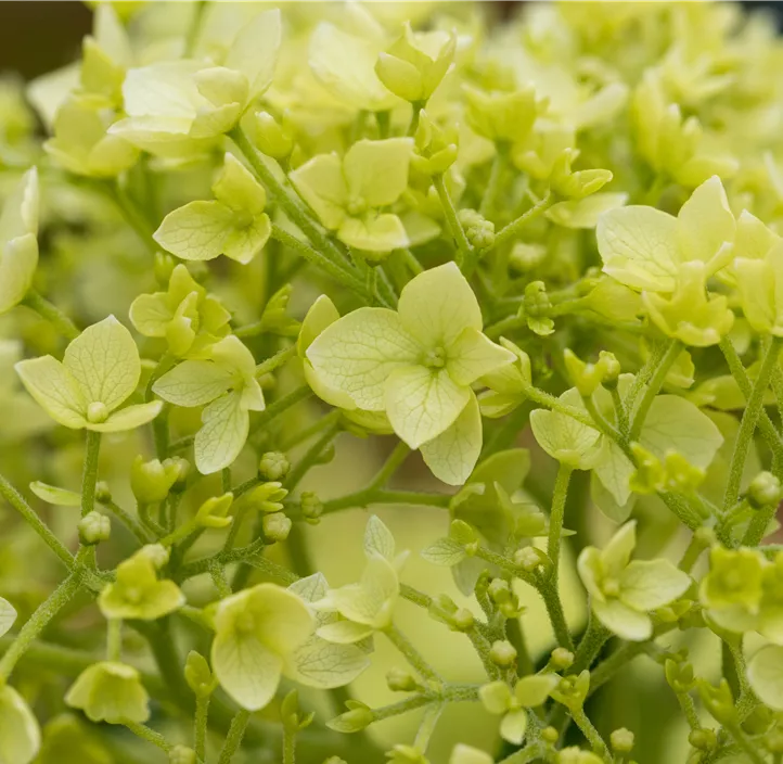 Ballhortensie 'Annabelle'