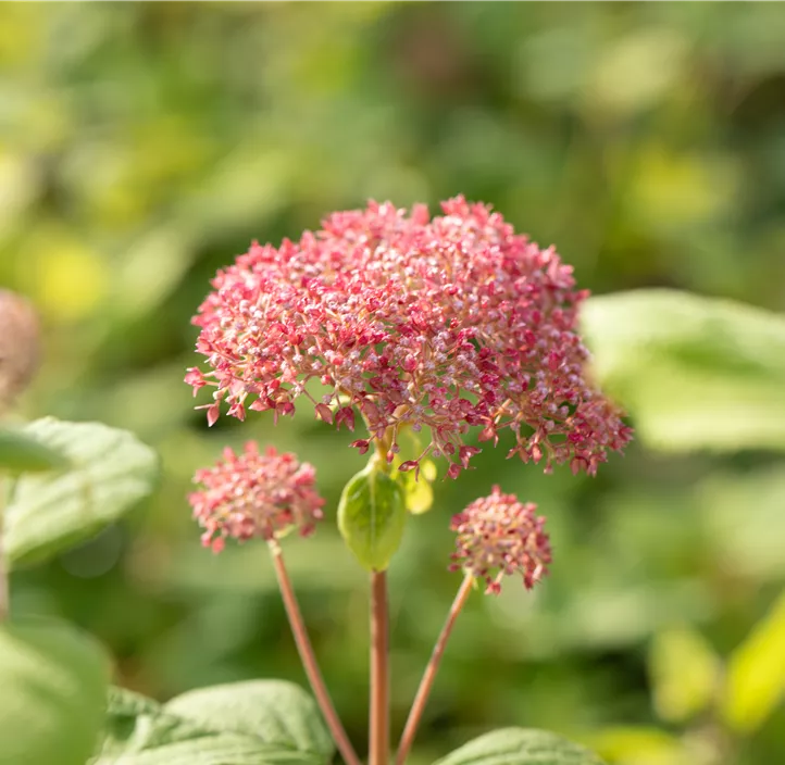 Ballhortensie 'Pink Annabelle'®