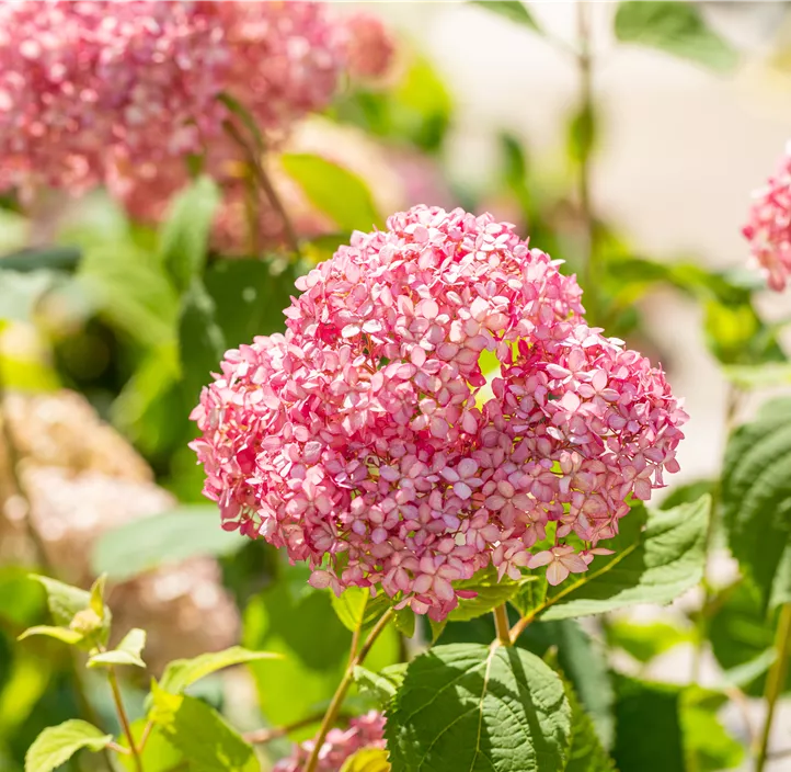 Ballhortensie 'Pink Annabelle'®