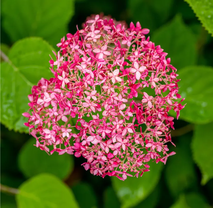 Ballhortensie 'Pink Annabelle'®