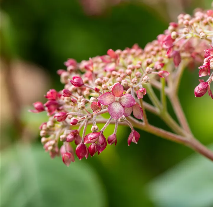 Ballhortensie 'Pink Annabelle'®