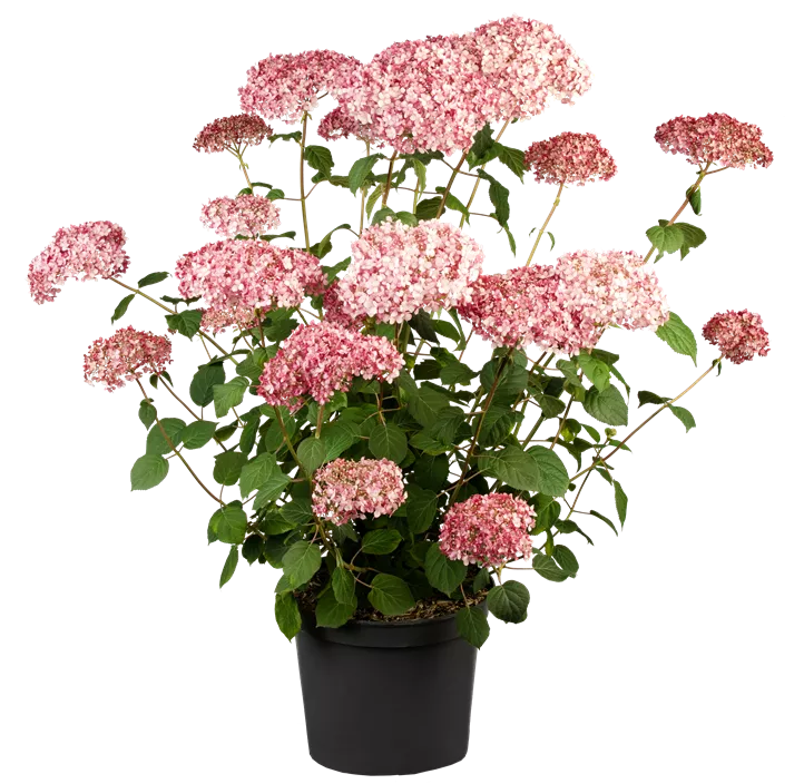 Ballhortensie 'Pink Annabelle'®