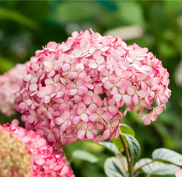 Ballhortensie 'Ruby Annabelle'®