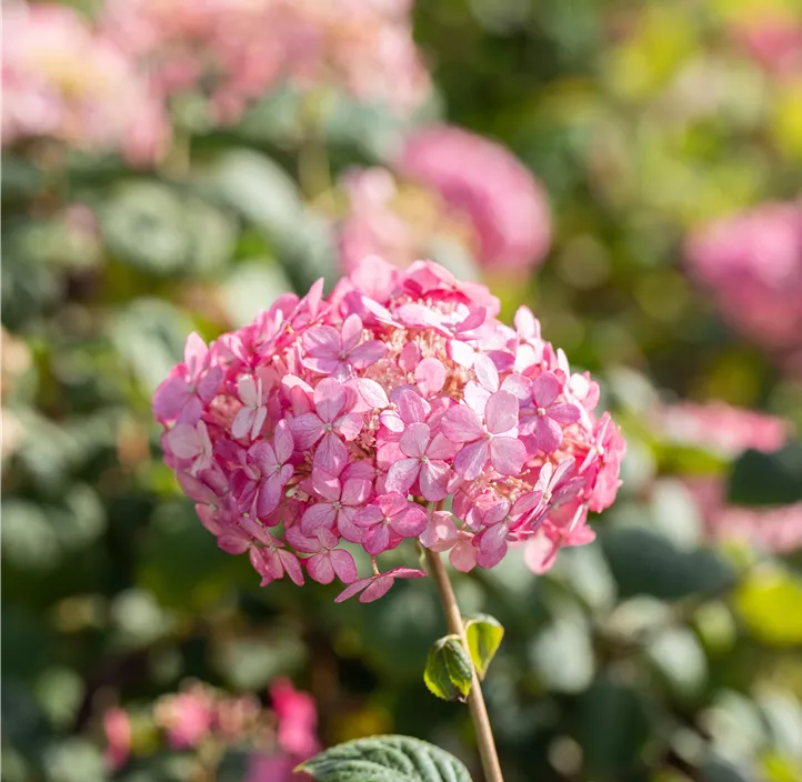 Ballhortensie 'Ruby Annabelle'®