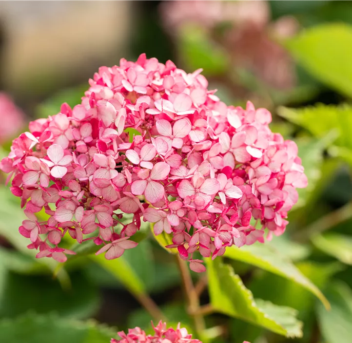 Ballhortensie 'Ruby Annabelle'®