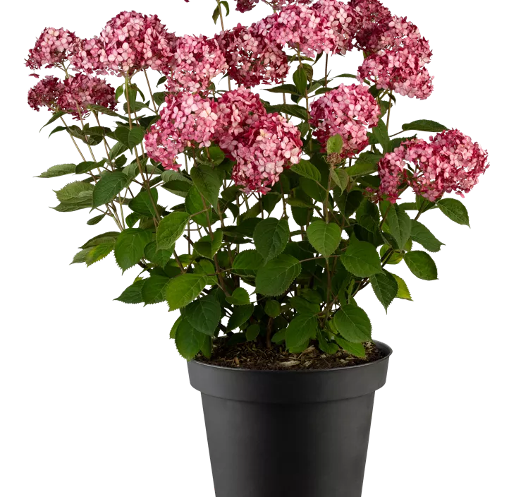 Ballhortensie 'Ruby Annabelle'®