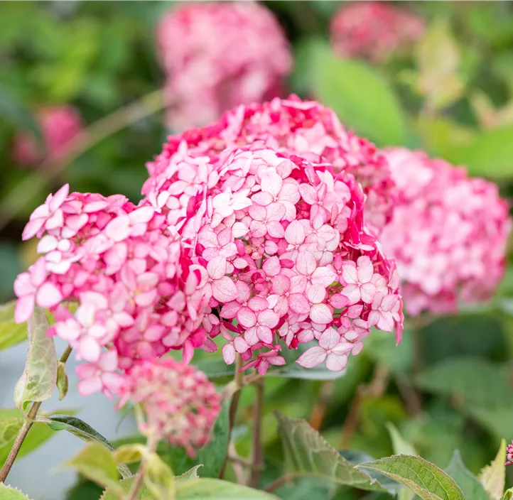 Ballhortensie 'Ruby Annabelle'®