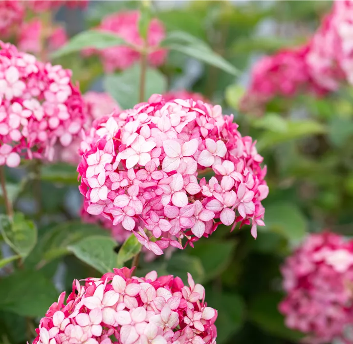 Ballhortensie 'Ruby Annabelle'®