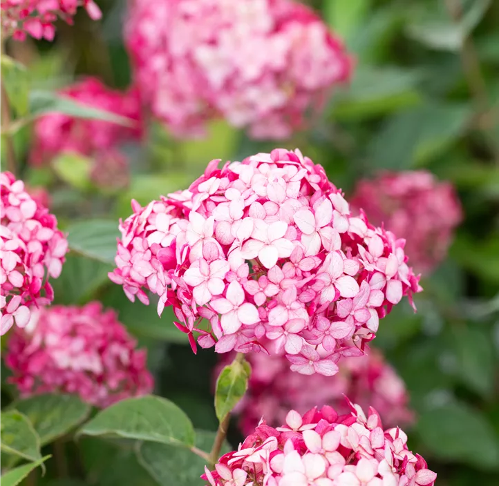 Ballhortensie 'Ruby Annabelle'®