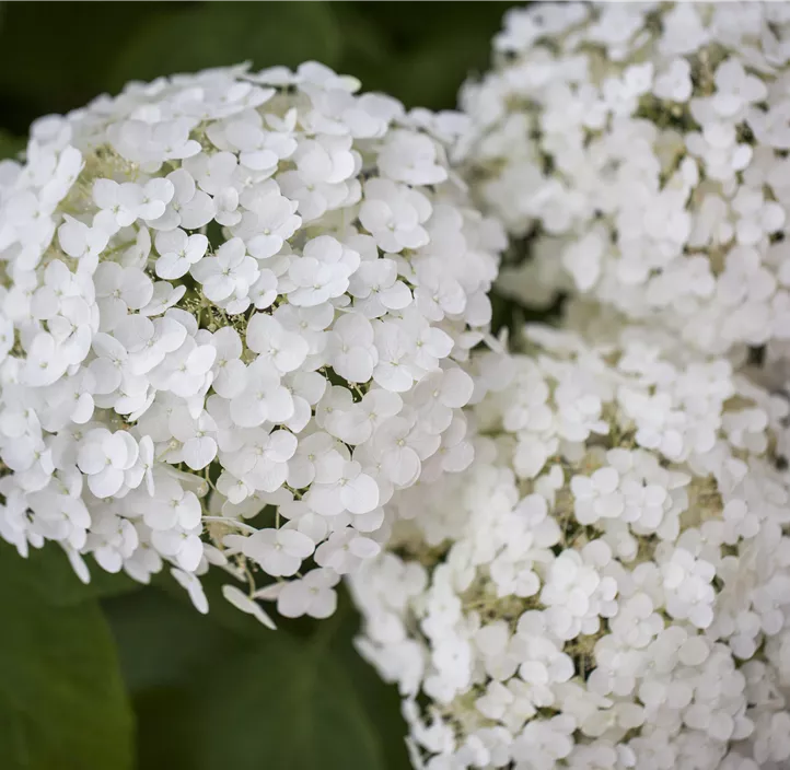 Ballhortensie 'Strong Annabelle'®