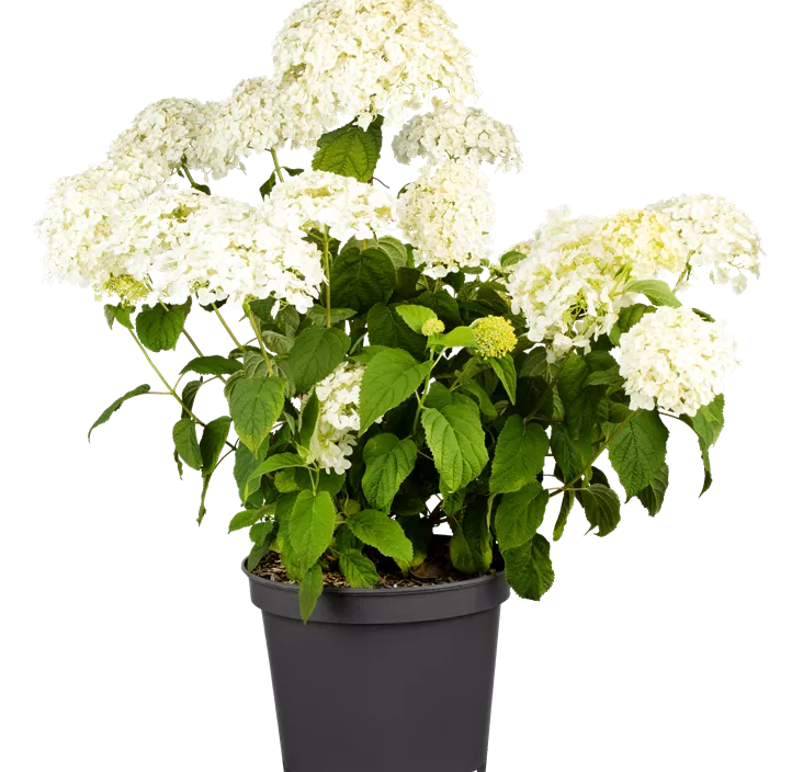 Ballhortensie 'Strong Annabelle'®