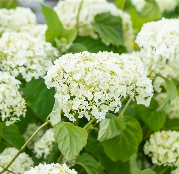 Ballhortensie 'Strong Annabelle'®