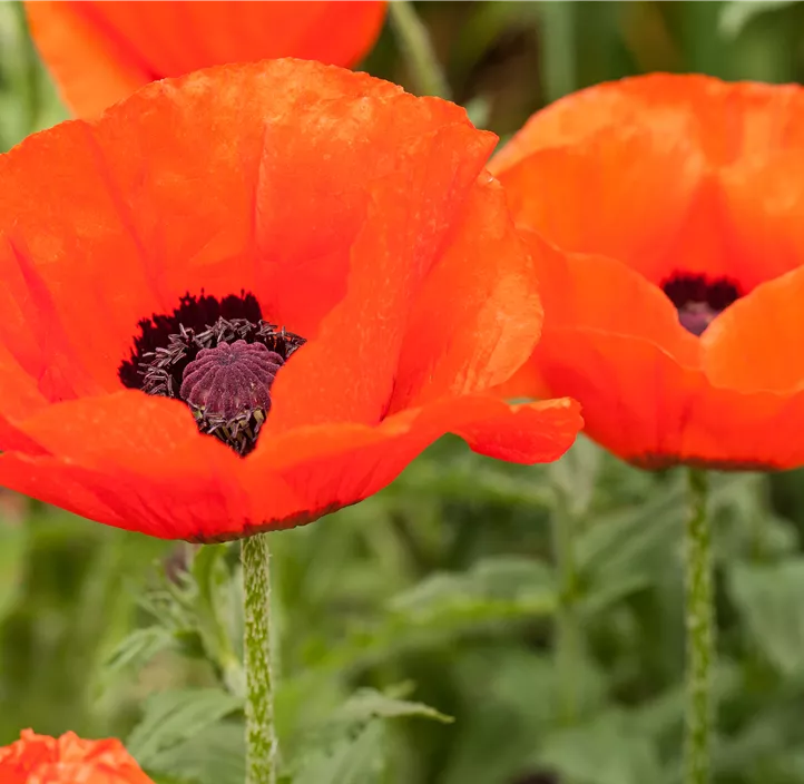 Orientalischer Garten-Mohn 'Allegro'