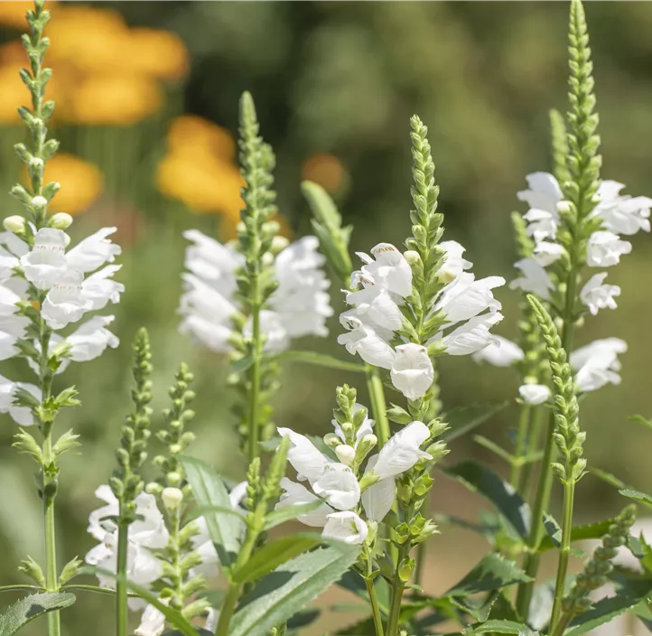 Garten-Gelenkblume 'Crystal Peak White'