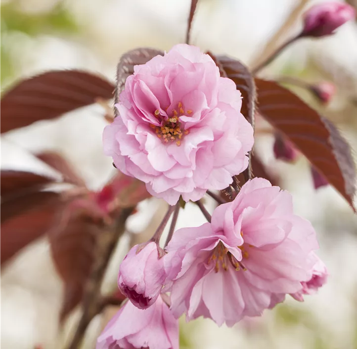 Japanische Nelkenkirsche 'Royal Burgundy'®