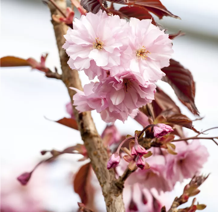 Japanische Nelkenkirsche 'Royal Burgundy'®