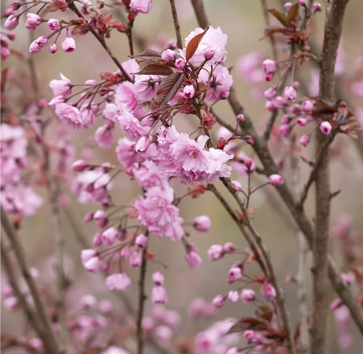 Japanische Nelkenkirsche 'Royal Burgundy'®