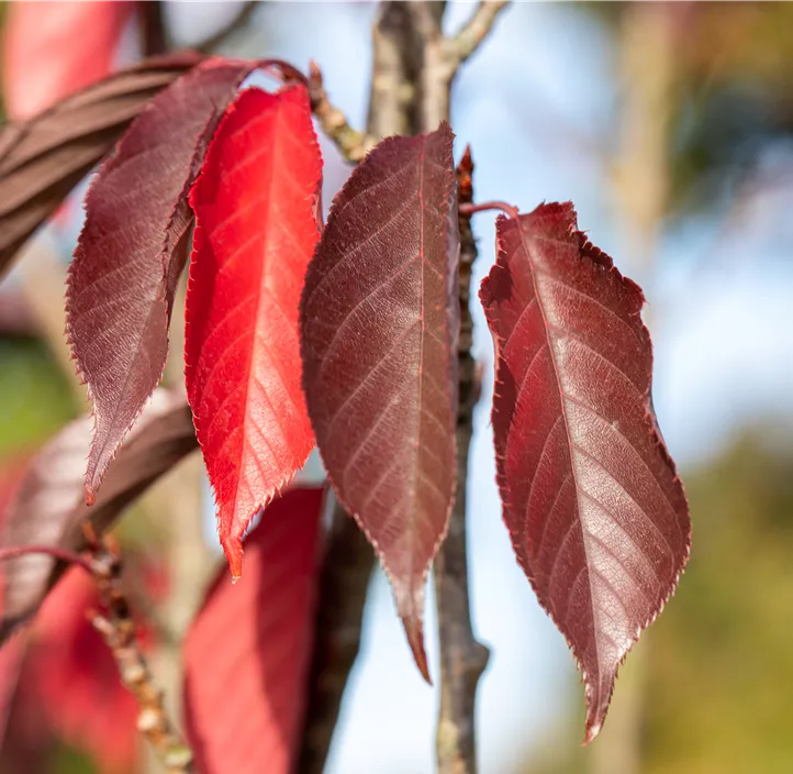 Japanische Nelkenkirsche 'Royal Burgundy'®