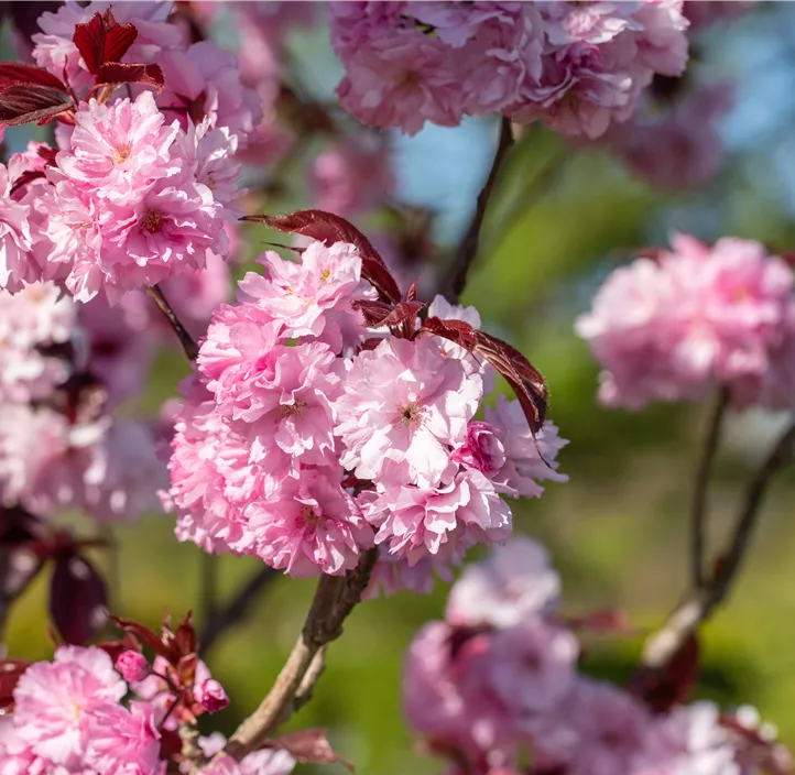 Japanische Nelkenkirsche 'Royal Burgundy'®