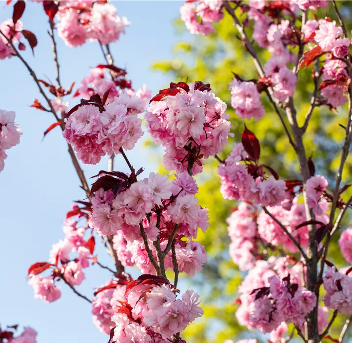 Japanische Nelkenkirsche 'Royal Burgundy'®