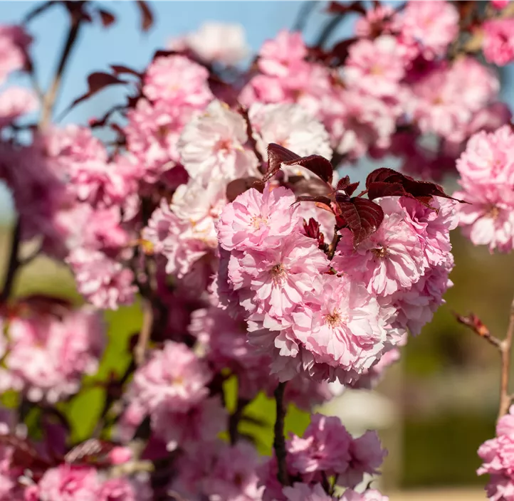 Japanische Nelkenkirsche 'Royal Burgundy'®