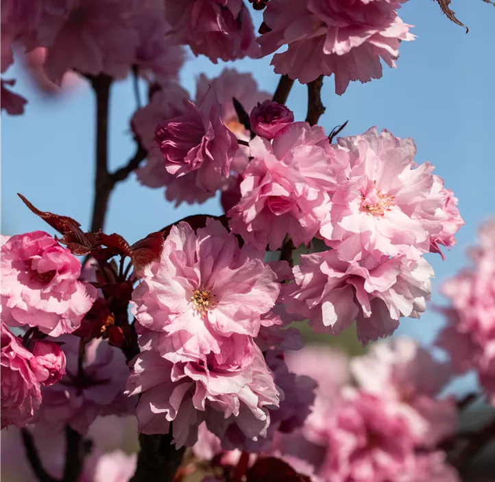 Japanische Nelkenkirsche 'Royal Burgundy'®