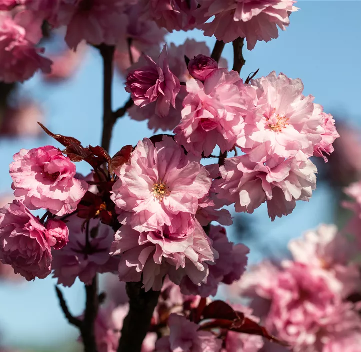 Japanische Nelkenkirsche 'Royal Burgundy'®