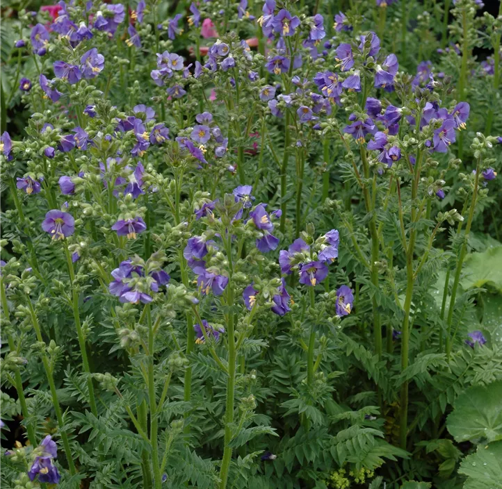 Blaublühende Jakobsleiter