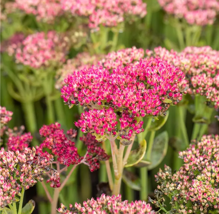 Großes Garten-Fettblatt 'Herbstfreude'