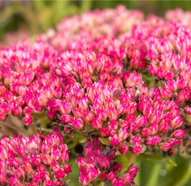 Großes Garten-Fettblatt 'Herbstfreude'